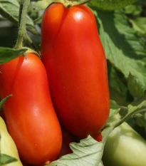 Rajče Andenhorn Andine Cornue - Solanum lycopersicum - osivo rajčat - 10 ks