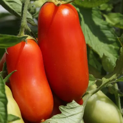 Rajče Andenhorn Andine Cornue - Solanum lycopersicum - osivo rajčat - 10 ks