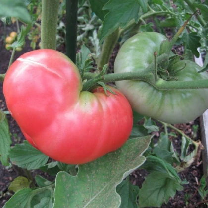 Rajče Ponderosa Pink - Solanum lycopersicum - osivo rajčat - 7 ks