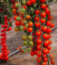 Rajče Charmant F1 - Solanum lycopersicum - osivo rajčat - 10 ks