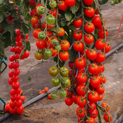 Rajče Charmant F1 - Solanum lycopersicum - osivo rajčat - 10 ks