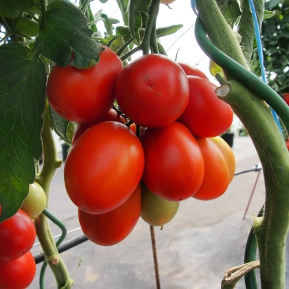 Rajče Sonet F1 - Solanum lycopersicum - osivo rajčat - 20 ks