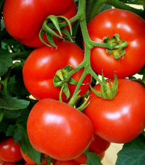 Rajče Mercedes F1 - Solanum lycopersicum - osivo rajčat - 5 ks