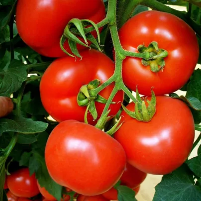 Rajče Mercedes F1 - Solanum lycopersicum - osivo rajčat - 5 ks