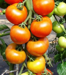 Rajče Orkado F1 - Lycopersicon lycopersicum L. - osivo rajčat - 0,1 g