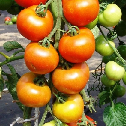 Rajče Orkado F1 -Solanum lycopersicum - osivo rajčat - 0,1 g