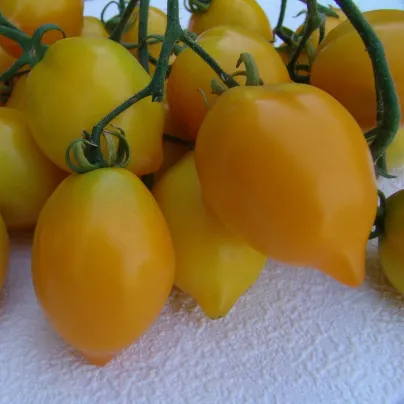 Rajče Citrina - Solanum lycopersicum - osivo rajčat - 10 ks