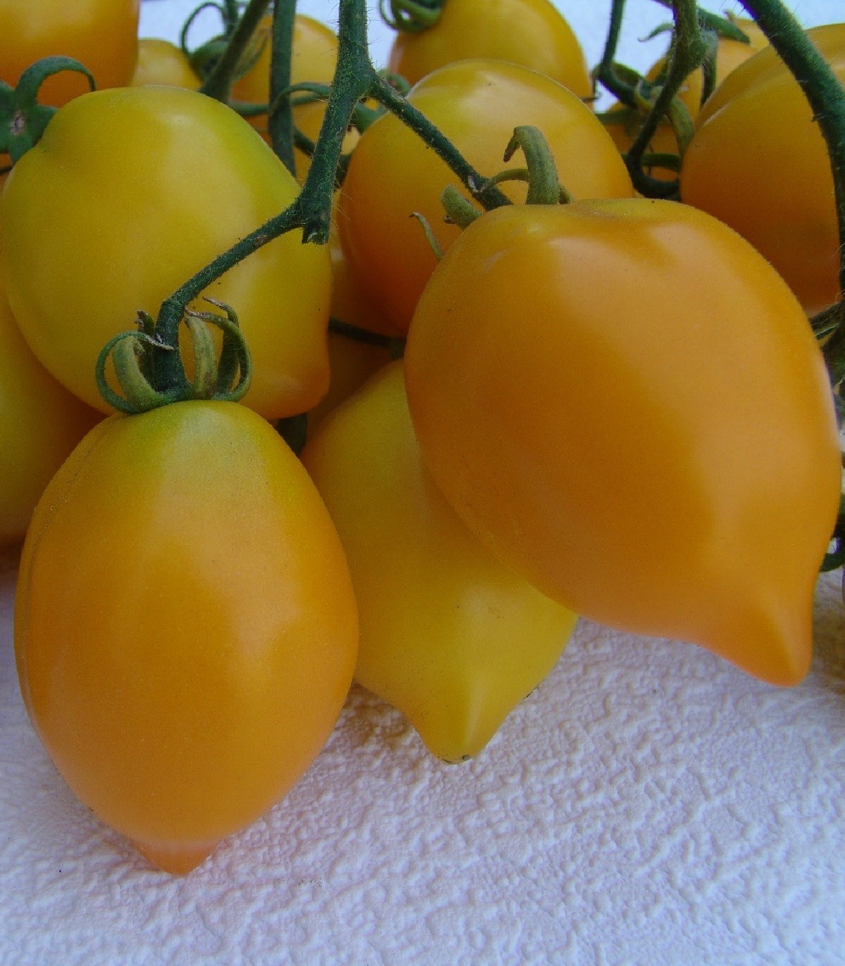 Rajče Citrina - Solanum lycopersicum - osivo rajčat - 10 ks