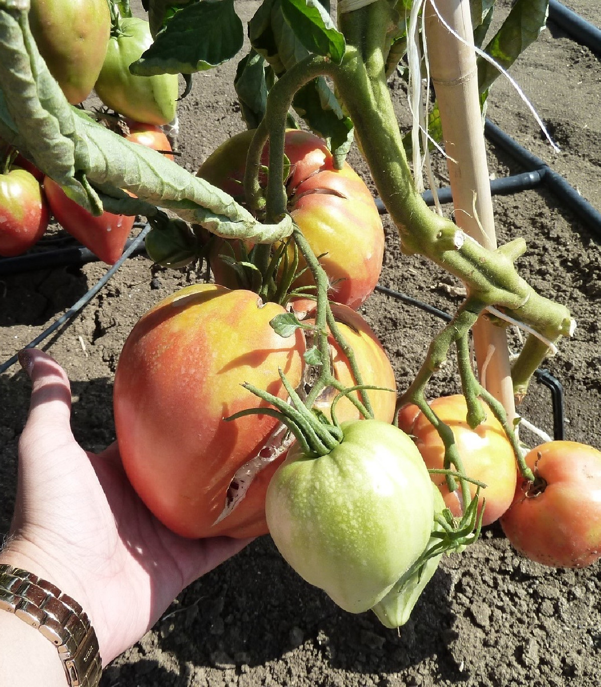 Rajče Býčí srdce Herodes - Solanum lycopersicum - osivo rajčat - 15 ks