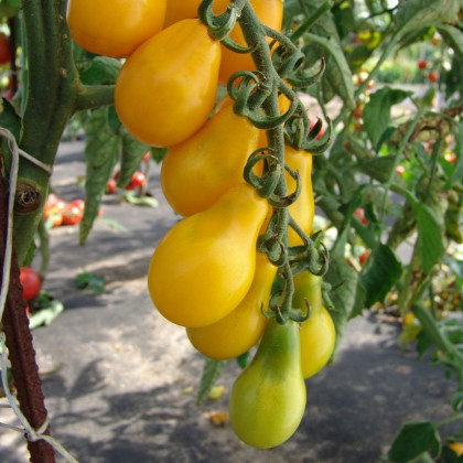 Rajče Perun - Lycopersicon Esculentum - osivo rajčat - 100 ks
