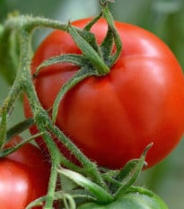 Rajče Harzfeuer - Solanum lycopersicum - osivo rajčat - 6 ks