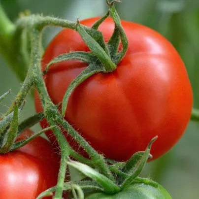 Rajče Harzfeuer - Solanum lycopersicum - osivo rajčat - 6 ks
