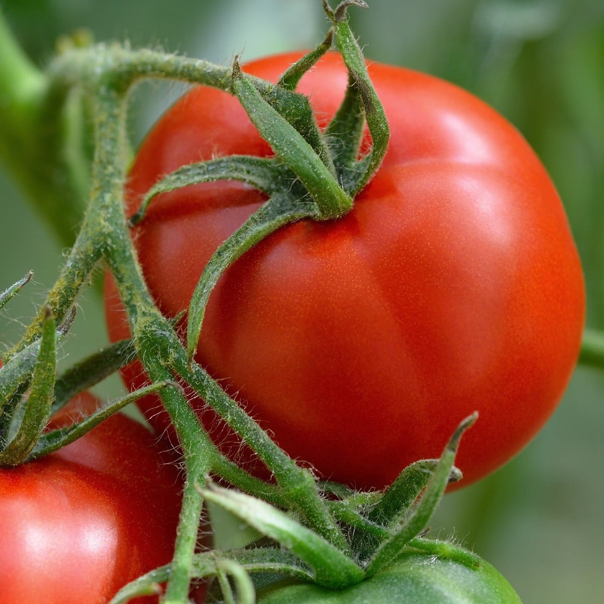 Rajče Harzfeuer - Solanum lycopersicum - osivo rajčat - 6 ks