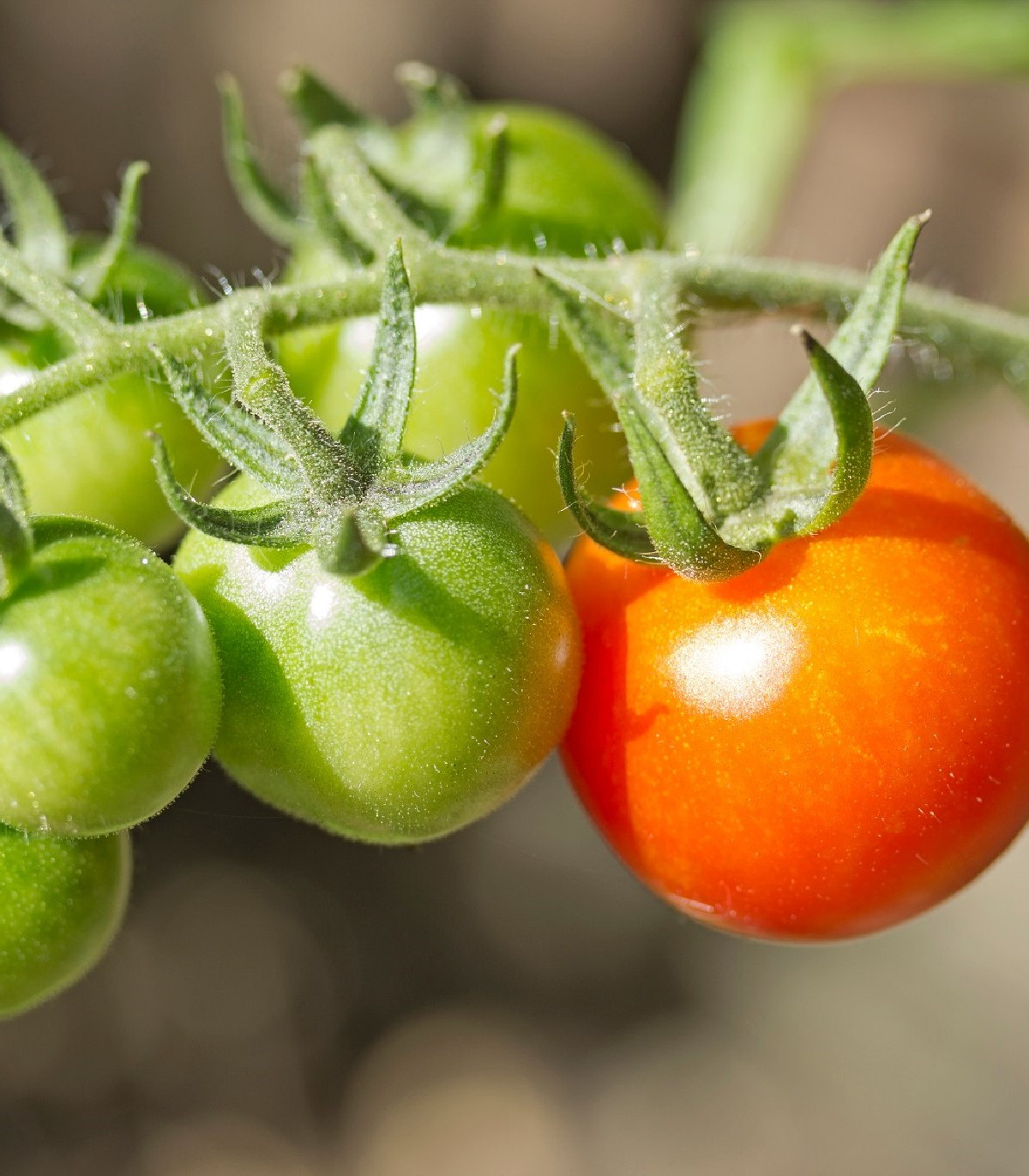 Rajče Moneymaker - Solanum lycopersicum - osivo rajčat - 20 ks