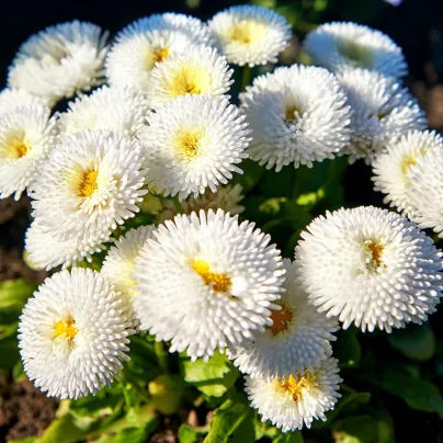 Sedmikráska bílá Roggli - Bellis perennis - osivo sedmikrásky - 50 ks