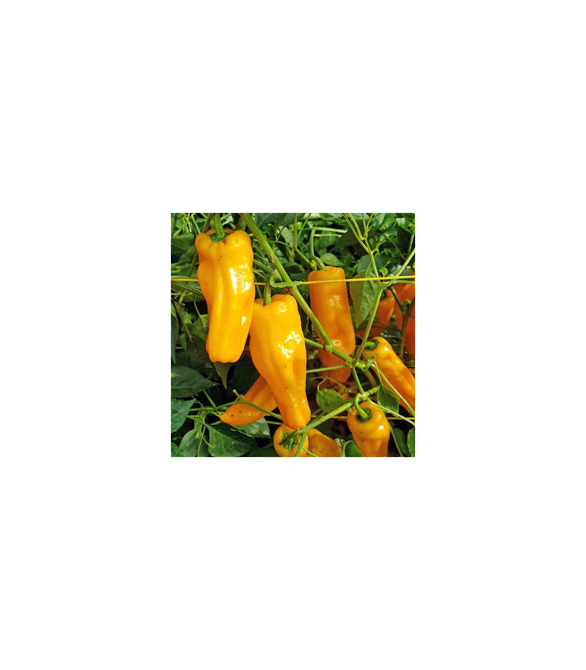 BIO Chilli Marseillais - Capsicum chinense - bio osivo chilli - 7 ks