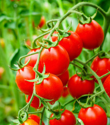 Rajče Crokini F1 PhR - Solanum lycopersicum - osivo rajčat - 7 ks