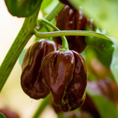 Paprika Sweet Chocolate - Capsicum annuum - osivo papriky - 7 ks