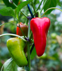 BIO Chilli Salsa - Capsicum chinense - bio osivo chilli - 7 ks