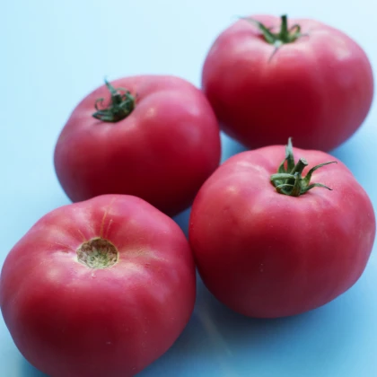 Rajče Big Pink F1 - Solanum lycopersicum - osivo rajčat - 7 ks
