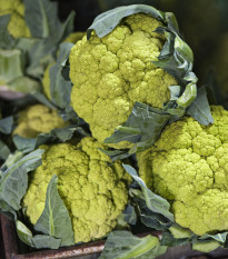 Květák Susana F1 - Brassica oleracea var botrytis - osivo květáku - 20 ks