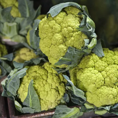 Květák Susana F1 - Brassica oleracea var botrytis - osivo květáku - 20 ks