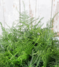 Chřest hustokvětý - Asparagus plumosus - osivo okrasného chřestu - 15 ks