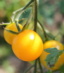 Rajče Cerise žluté - Lycopersicon esculentum - osivo rajčat - 10 ks
