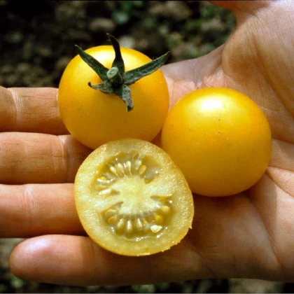 Rajče Cerise žluté - Solanum lycopersicum - osivo rajčat - 10 ks