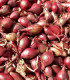 BIO Cibule Rossa di Firenze - Allium cepa - bio osivo cibule - 100 ks