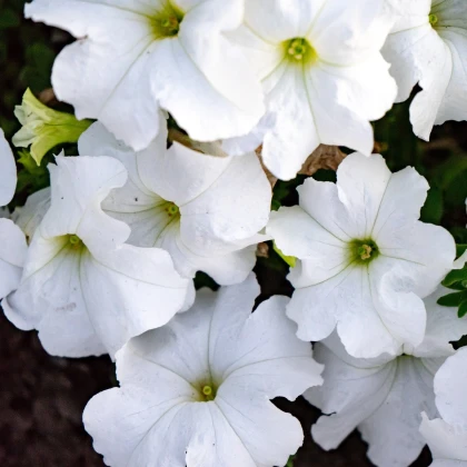 Petúnie Cascata White F1 - Petunia x atkinsiana - osivo petúnie - 10 ks