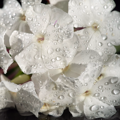 Netýkavka Accent bílá F1 - Impatiens walleriana - osivo netýkavky - 20 ks