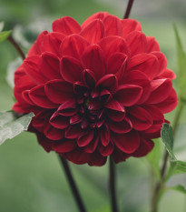 Jiřinka Thomas Edison - Dahlia - hlízy jiřinek - 1 ks