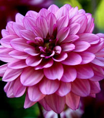 Jiřinka Fascination - Dahlia - hlízy jiřinek - 1 ks