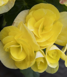 Begonie Nonstop žlutá - Begonia tuberhybrida - hlízy begónií - 2 ks