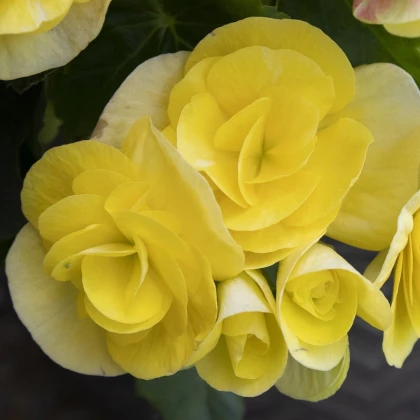 Begonie Nonstop žlutá - Begonia tuberhybrida - hlízy begónií - 2 ks