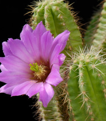 Kaktus - Echinocereus viereckii var. viereckii - osivo kaktusů - 8 ks