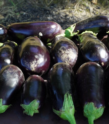BIO Lilek Meronda - Solanum melongena - bio osivo lilku - 15 ks