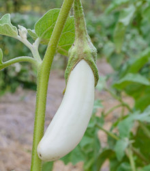 Lilek Bílý Rytíř F1 - Solanum melongena - osivo lilku - 10 ks