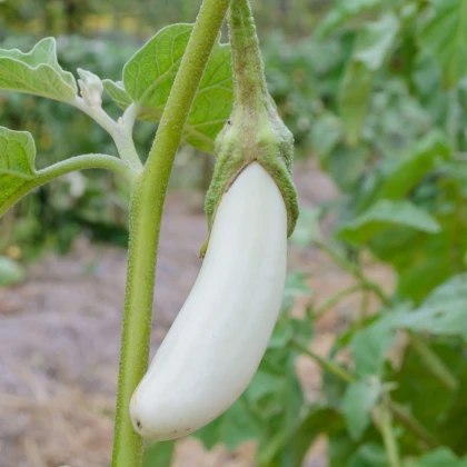 Lilek Bílý Rytíř F1 - Solanum aethiopicum - osivo lilku - 10 ks