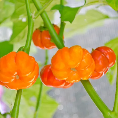 Okrasný lilek Goyo - Solanum melongena - osivo lilku - 10 ks