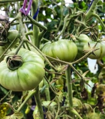 BIO Rajče White Beauty - Solanum lycopersicum - bio osivo rajčat - 20 ks
