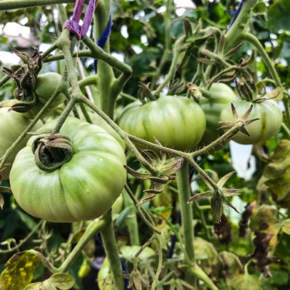 BIO Rajče White Beauty - Solanum lycopersicum - bio osivo rajčat - 7 ks