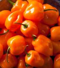 Chilli Bhut Jolokia oranžové - Capsicum chinense - osivo chilli - 15 ks