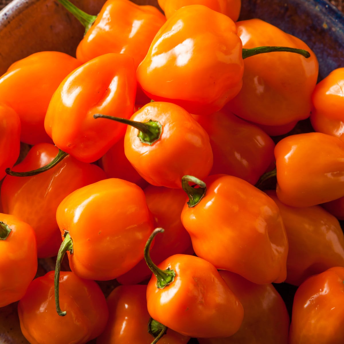 Chilli Bhut Jolokia oranžové - Capsicum chinense - osivo chilli - 15 ks