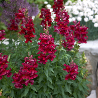 Hledík větší tmavě růžový - Antirrhinum majus - osivo hledíku - 20 ks