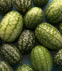 BIO Mexická mini okurka - Melothria scabra - bio osivo okurky - 5 ks