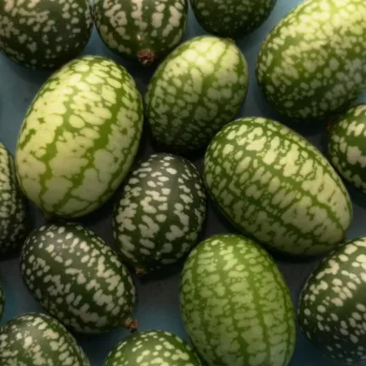 BIO Mexická mini okurka - Melothria scabra - bio osivo okurky - 5 ks