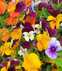 Violka rohatá Sorbet XP směs - Viola cornuta - osivo violky - 20 ks