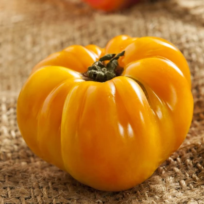 BIO Rajče Brandywine žluté - Solanum lycopersicum - bio osivo rajčat - 7 ks